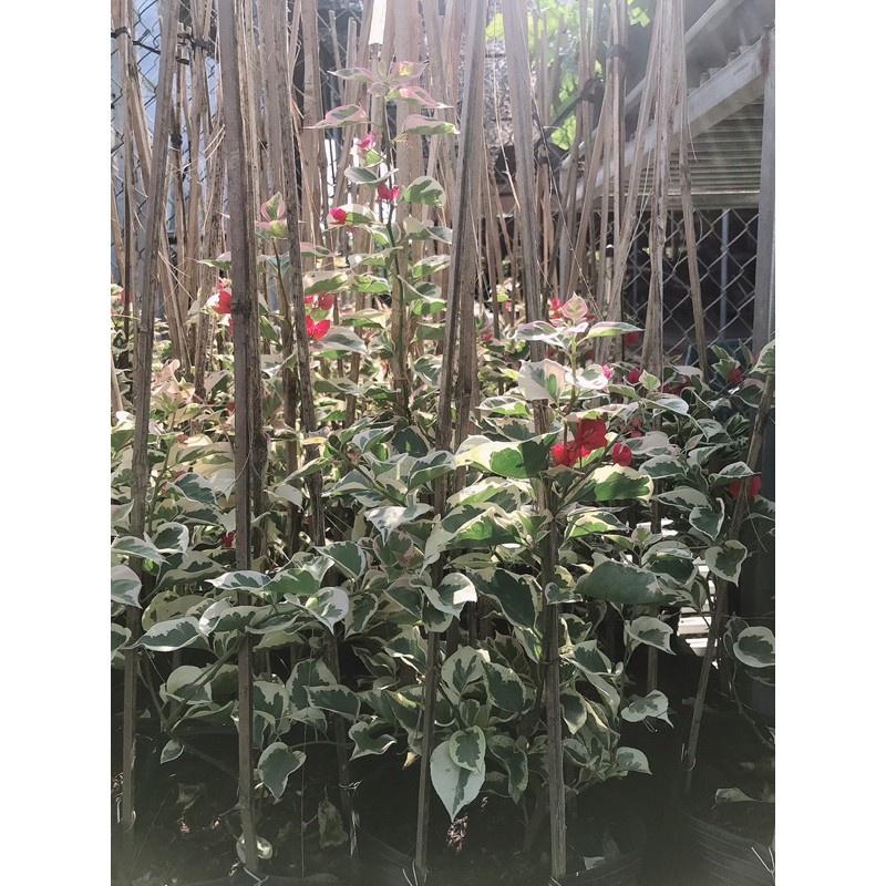 Cây hoa giấy cẩm thạch (màu đỏ) - cây cảnh để bàn + tặng phân bón cho cây