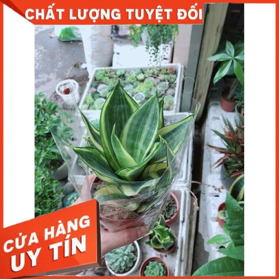 Lưỡi hổ thái búp sen Nhiều Người Mua