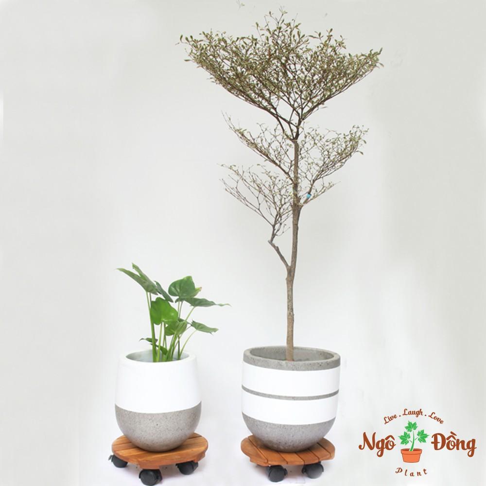 Đế Lót Chậu Cây Cảnh Chậu Hoa Chịu Lực Đến 80kg Bằng Gỗ Tràm Bông Vàng Trong Nhà Sân Vườn Ngoài Trời