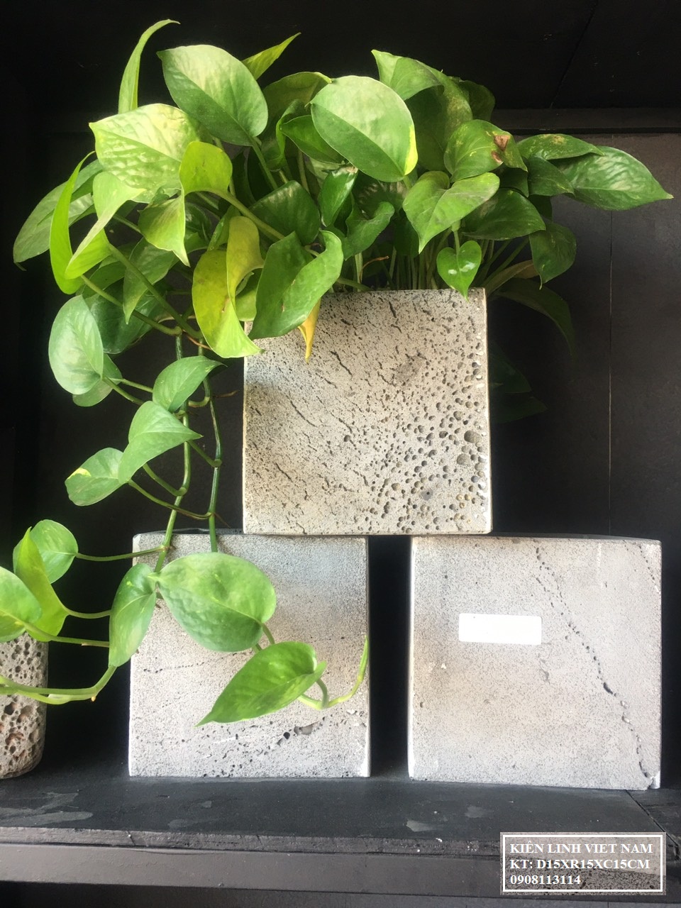 Chậu cây đá ong xám vuông 15x15x15cm trồng hoa hồng bi