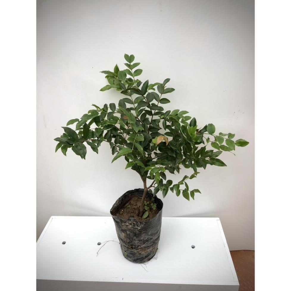 Cây nho thân gỗ tứ quý lá nhỏ chơi bonsai