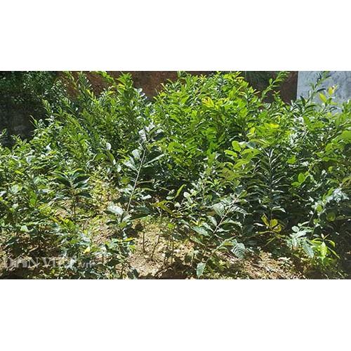 CÂY GIỐNG CÂY HẠT DẺ TRÙNG KHÁNH