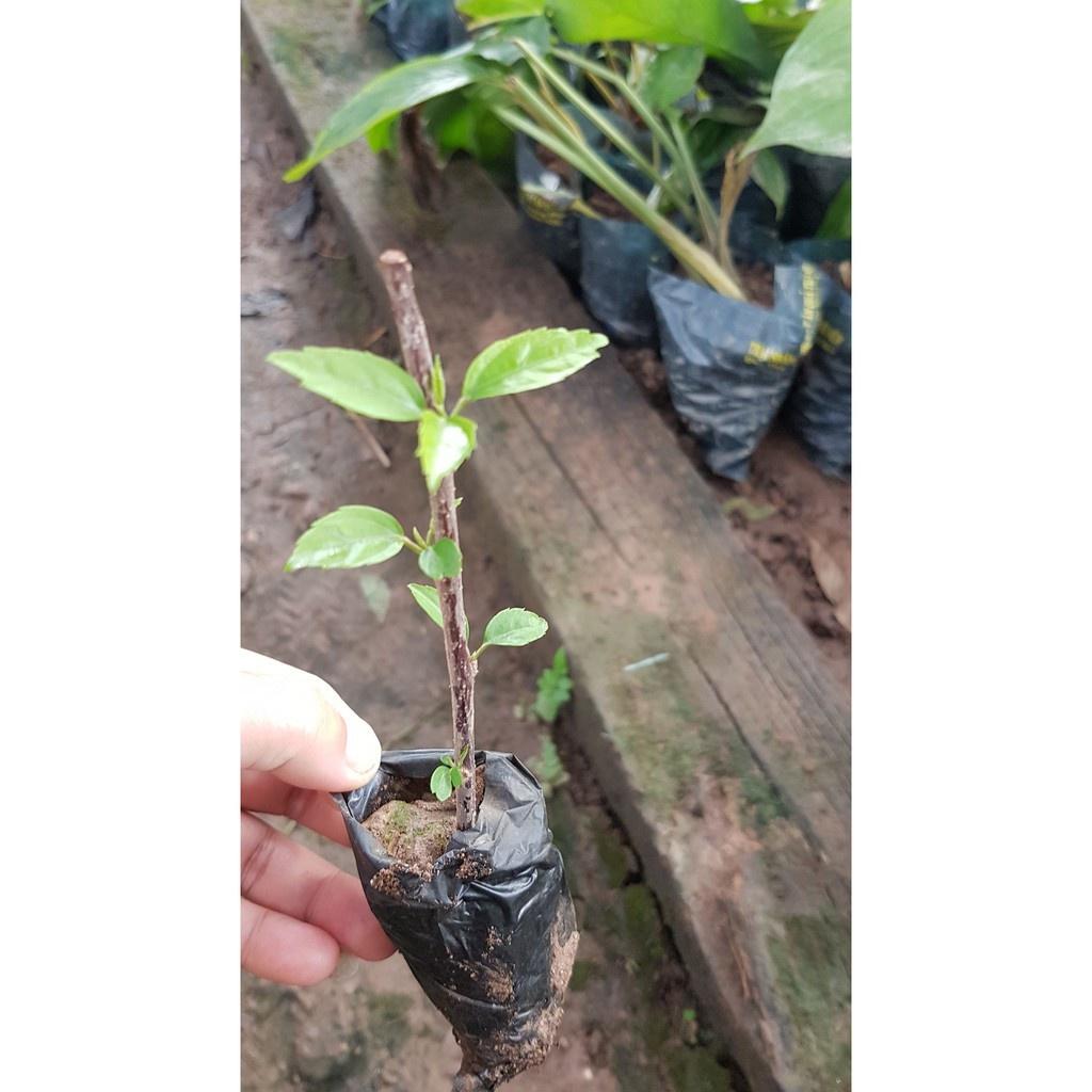 Cây giống hoa dâm bụt thái - Cây trong bầu tặng 2 cây chè xanh