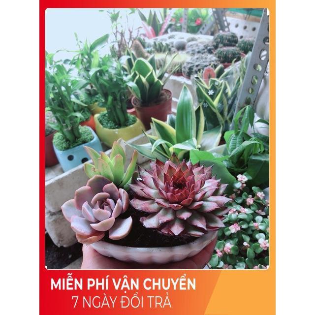 Chậu Sen Đá Mix