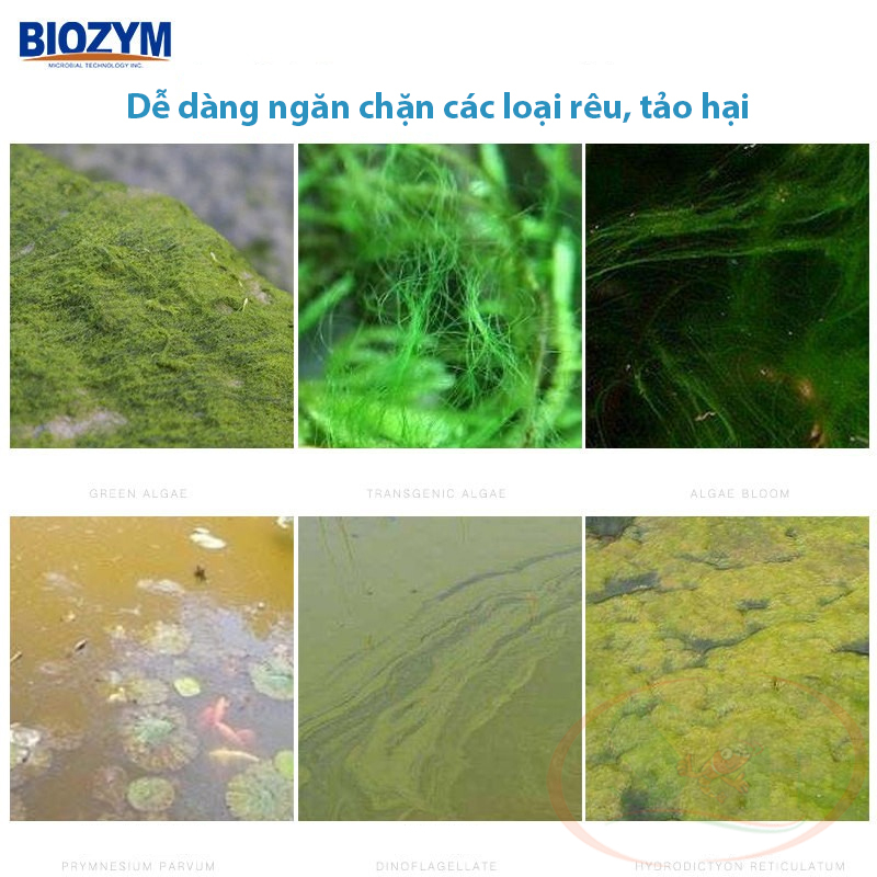 Diệt rêu hại Biozym Algae Remover ức chế tảo xanh bể thủy sinh cá tép cảnh