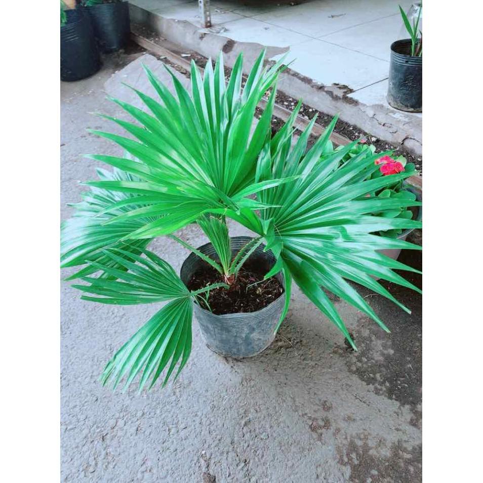 Chậu Cọ Kiểng Bán Chạy