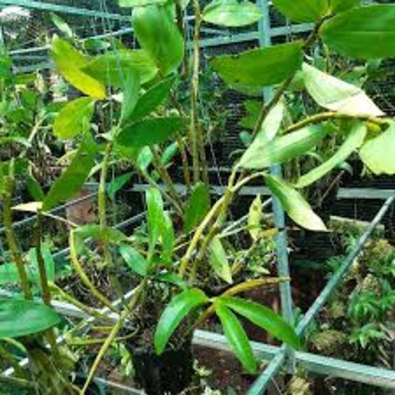 1 chậu hoa lan KIỀU CAM