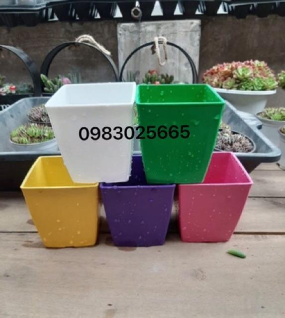 Combo 10 chậu nhựa vuông kích thước 12x12cm