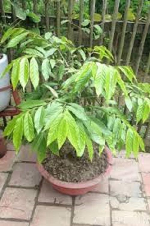 Cây hoa dẻ, cây hoa dẻ lớn cây nguyên bầu, hoa thơm ngát