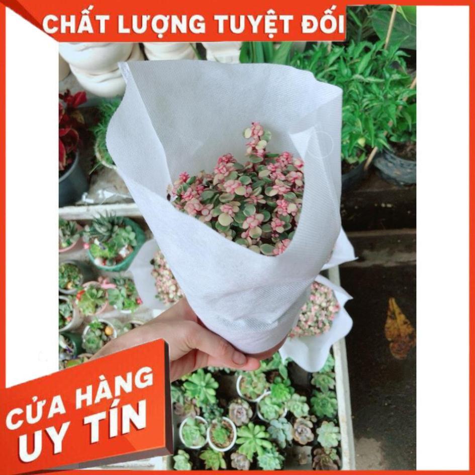 Sen Đá Đô La Hồng Trắng