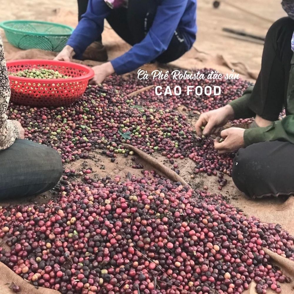 Cà phê Robusta Đaklak CAO FOOD từ 100% hạt cà phê robusta chín - đặc sản chế biến ướt Tây Nguyên cao cấp