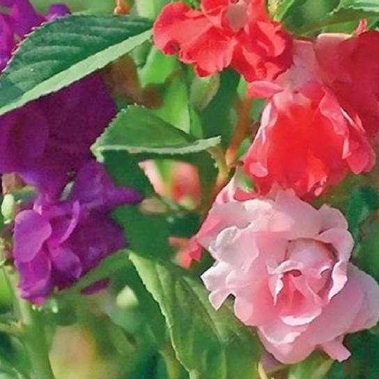 Combo 2 gói hạt giống hoa móng tay kép-gói 50 hạt/tặng kèm gói phân bón lót