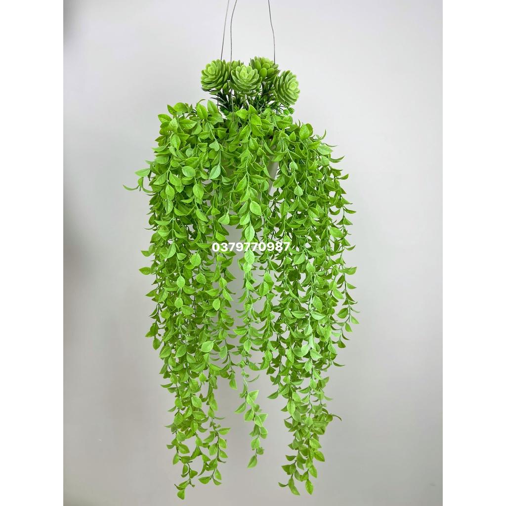 Chậu cây rủ trang trí, cụm dây leo rủ trang trí cho cà phê, nhà hàng quán ăn decor