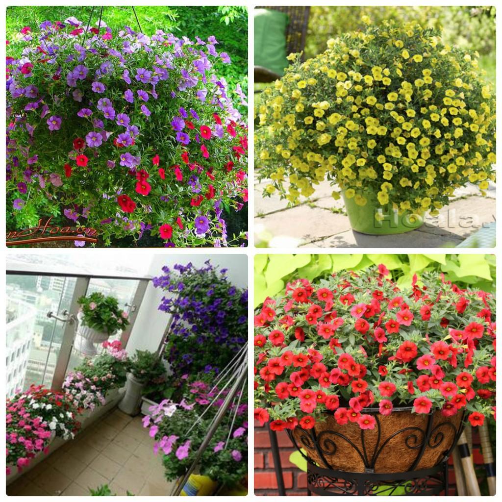 Hạt giống hoa triệu chuông mix màu 50hat/gói