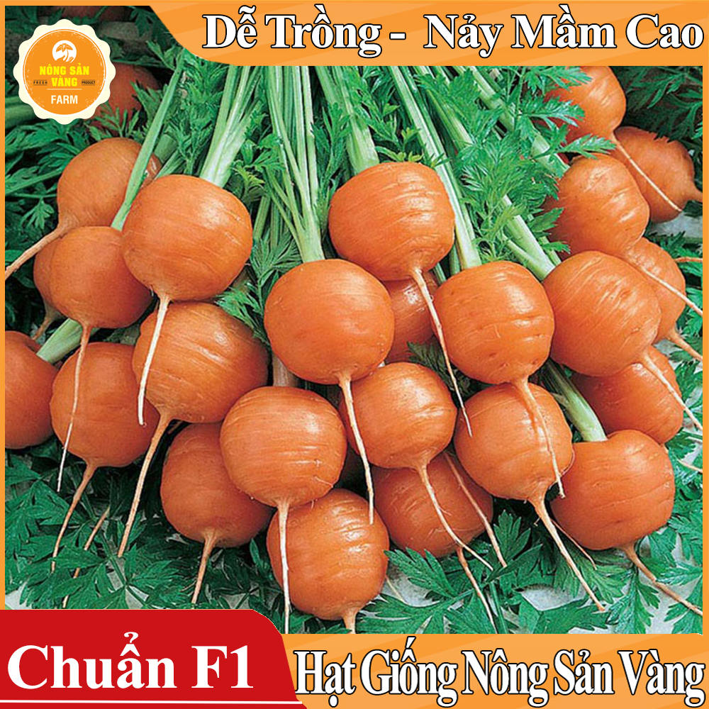 Hạt giống Cà Rốt Củ Tròn - Nông Sản Vàng