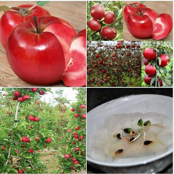 Hạt giống cây táo đỏ -gói 10 hạt/tặng kèm gói phân bón lót