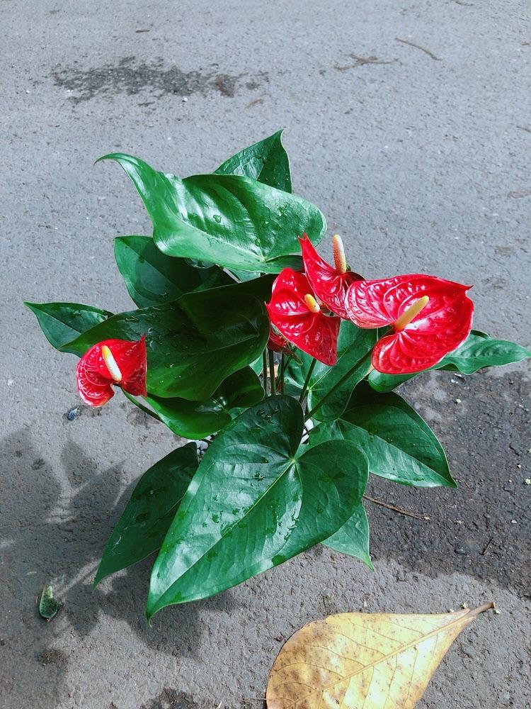 Chậu Cây Hồng Môn