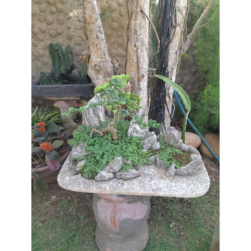 Khây trồng cây bonsai- núi đá trồng cây