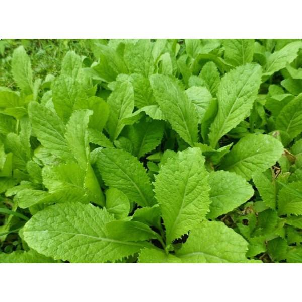 HẠT GIỐNG CẢI BẸ VÀNG CAO SẢN