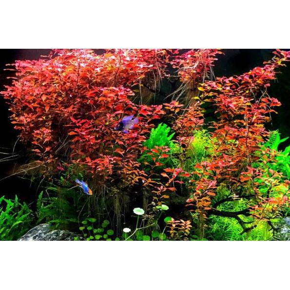 Cây Thủy Sinh: Tân Đế Tài Hồng
