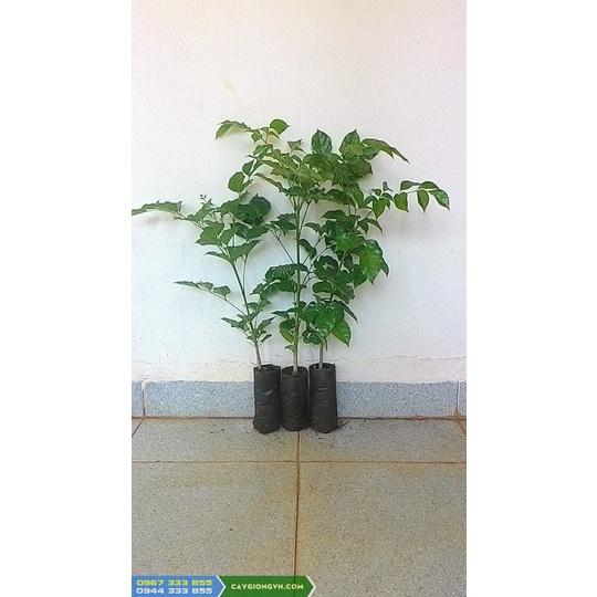SẢN PHẨM: COMBO 10 CÂY GIỐNG NÚC NÁC RỪNG CAO TRÊN 40 CM