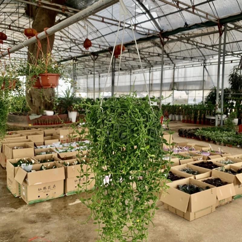 Cây lan hạt dưa trồng chậu treo dài 30-35cm, chậu cây cực dày và xum xuê lá, cây treo tường và trồng trang trí sân vườn