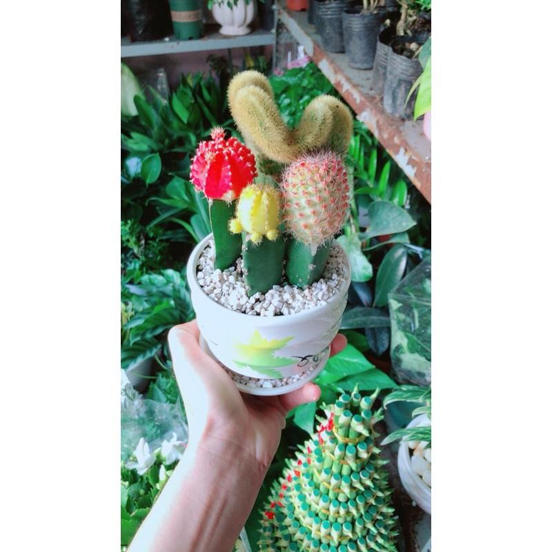 Chậu Xương Rồng