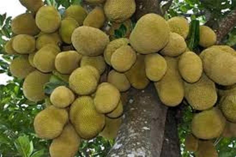 Cây MÍT ta , hàng gieo hạt, quả cực ngon và ngọt thơm