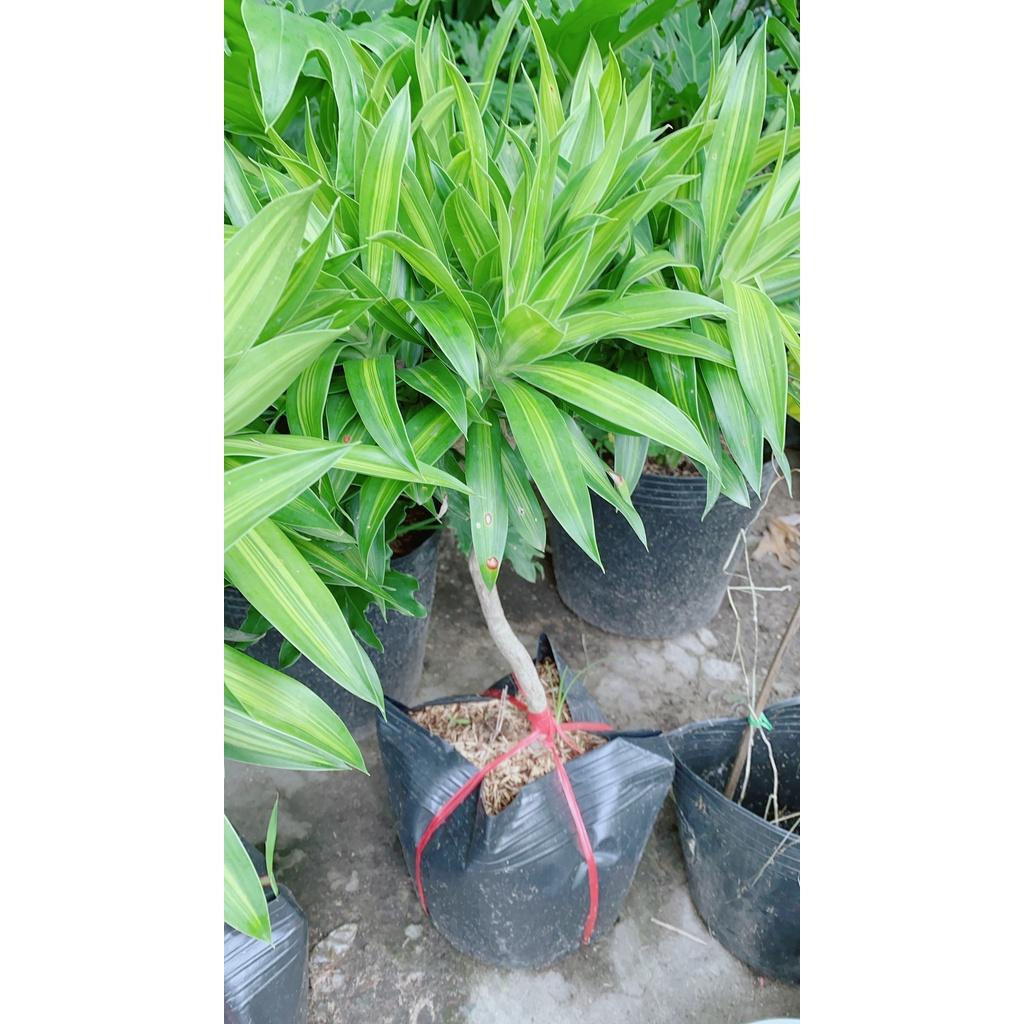 Trúc Bách Hợp 1 Thân