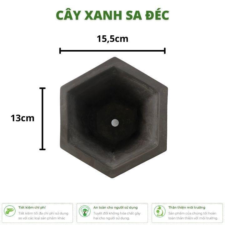 Chậu lục giác song lão đầu bạc răng long, xua đuổi tà khí cho gia chủ CK19