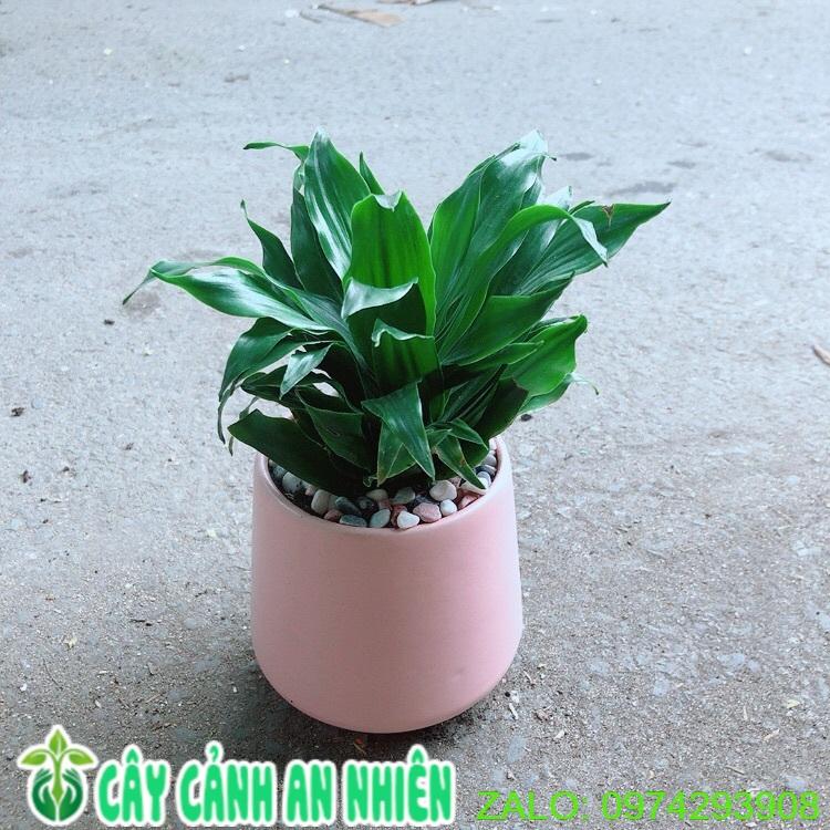 Chậu Cây Phát Tài Lá