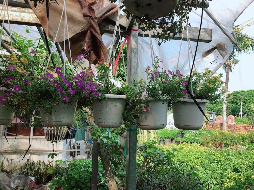 Chậu Cây Triệu Chuông