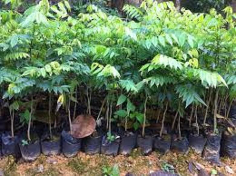 Cây sưa đỏ - cây giống giá trị kinh tế cao