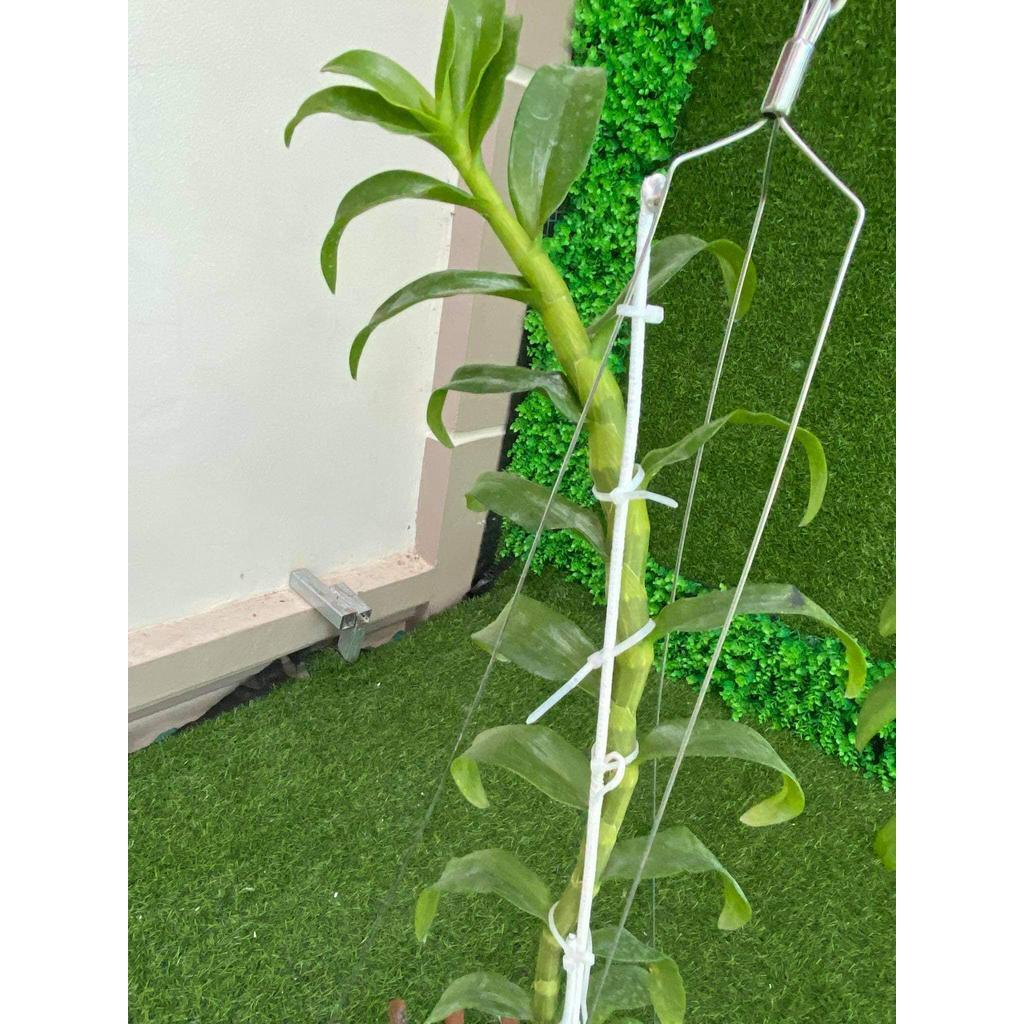 Phi điệp TRẦM VÀNG UY TÍN CHẤT LƯỢNG