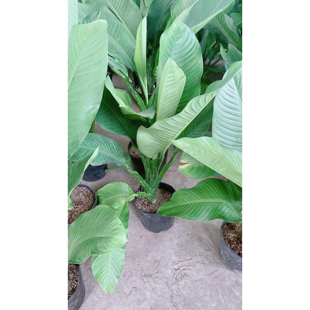 Cây Đại Phú Gia