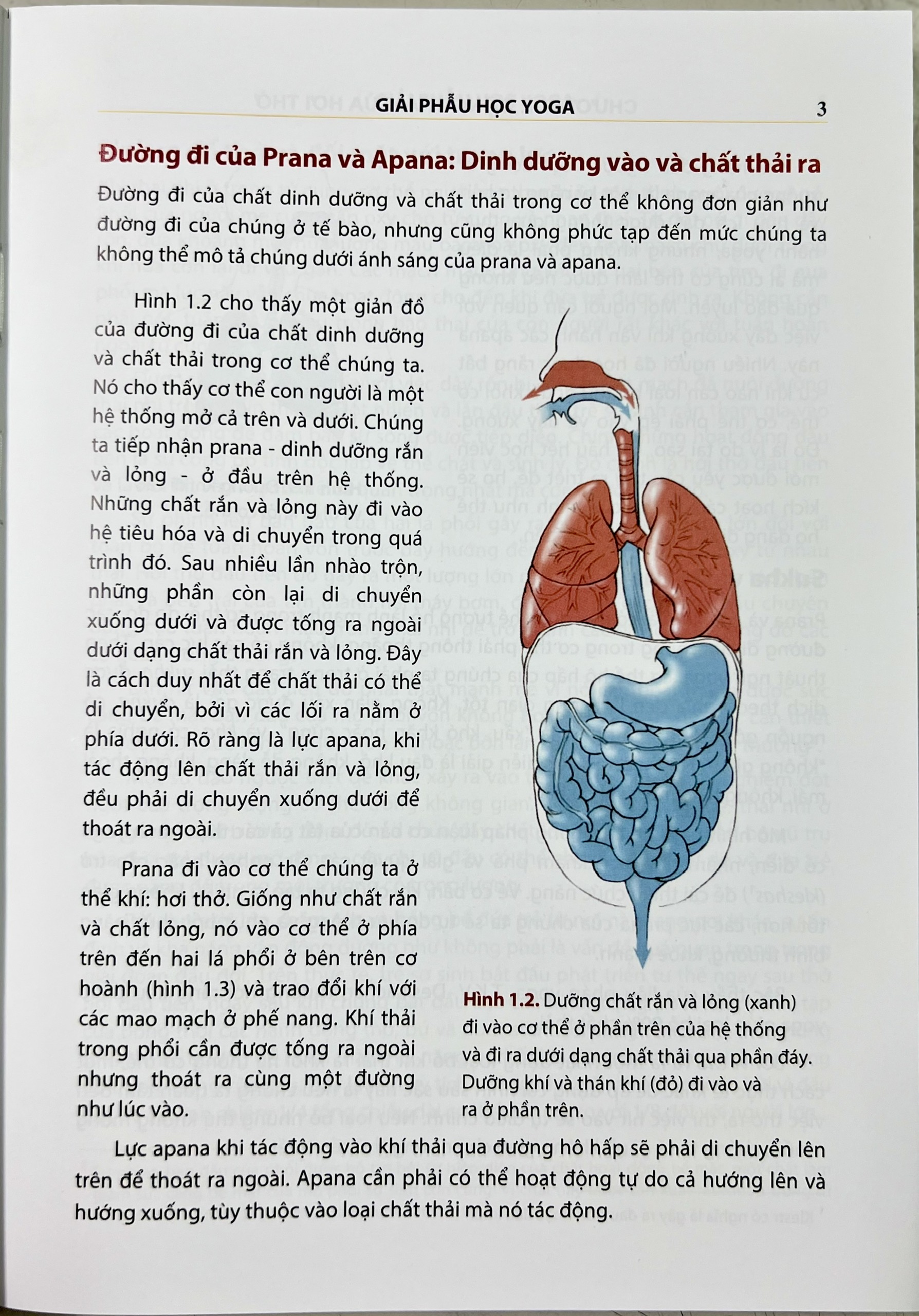 Giải phẫu học YOGA