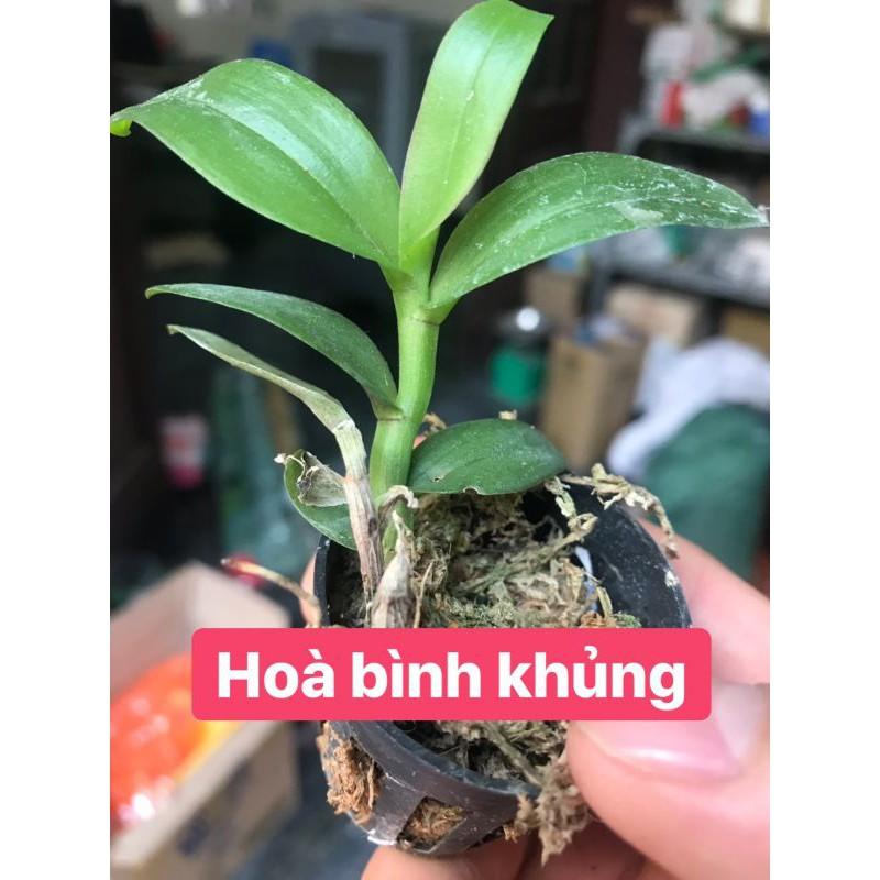 Phi điệp hòa bình khủng