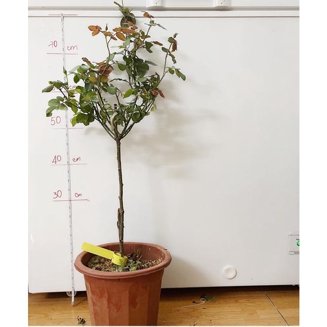 Hoa Hồng utsasime thân gỗ dáng tree cực đẹp