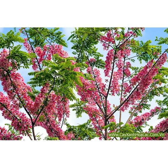 Hạt Giống Cây Hoa Muồng Hoa Đào CT571 - Gói 5 hạt