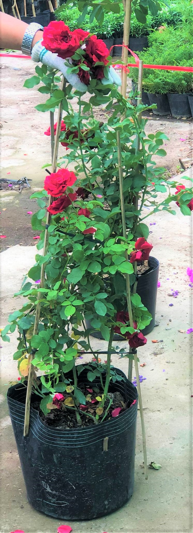 Chậu hồng leo cổ Hải Phòng cao 120 - 150 cm trồng nơi có nhiều nắng