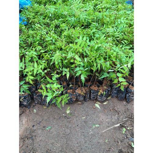 Cây xoan đào giống  -combo 2 cây