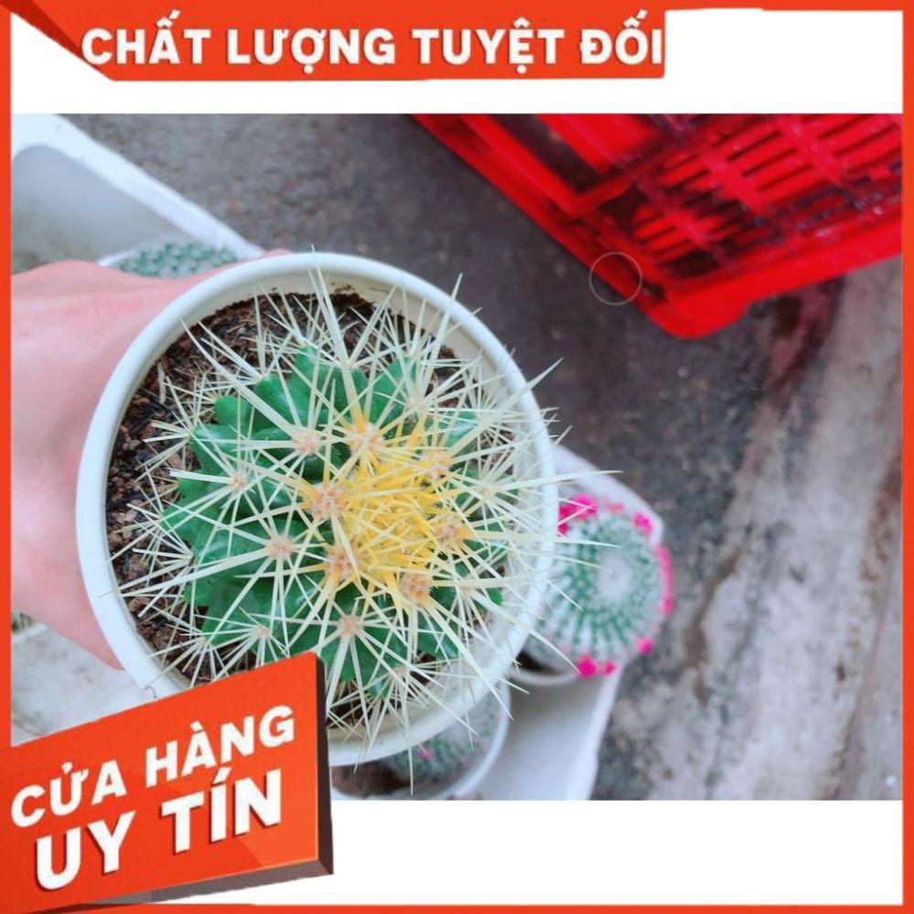 Xương rồng kim hổ Nhiều Người Mua