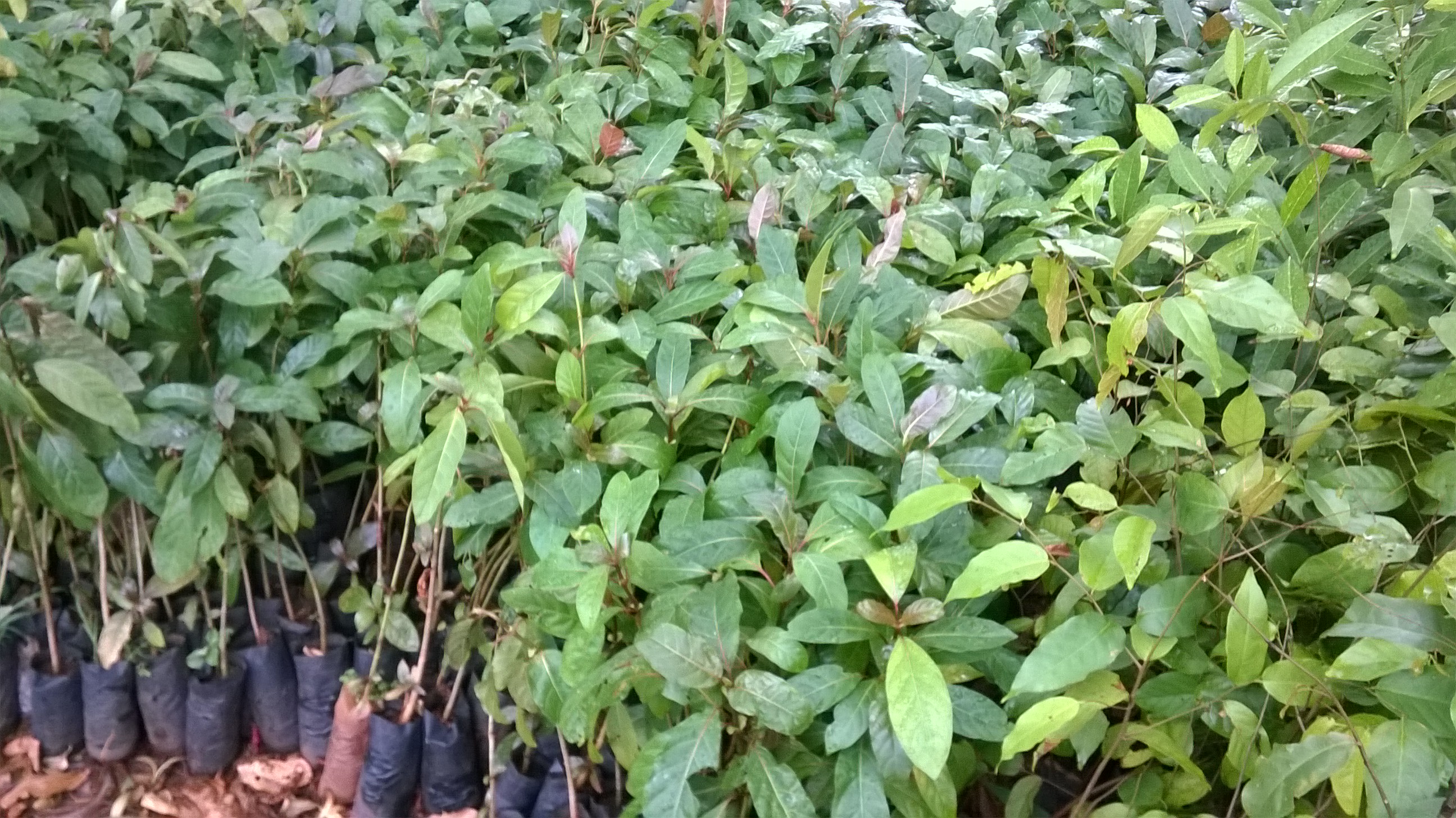 Mua Cây giống Gáo Vàng THÁI LAN [ GIỐNG NHẬP KHẨU ] | Tiki