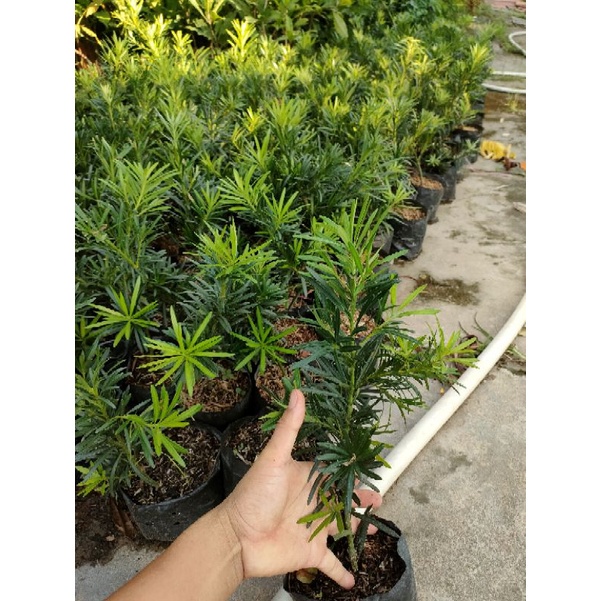 Cây vạn niên tùng