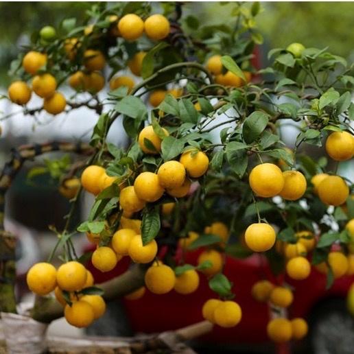 Cây chanh vàng Mỹ quả to mọng nước rất thơm 6 tháng ra quả