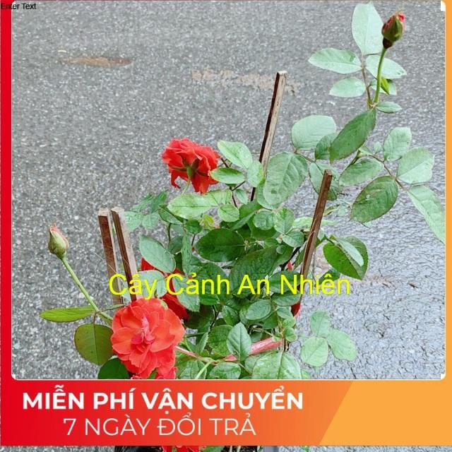 Hoa Hồng Lửa Màu Đỏ