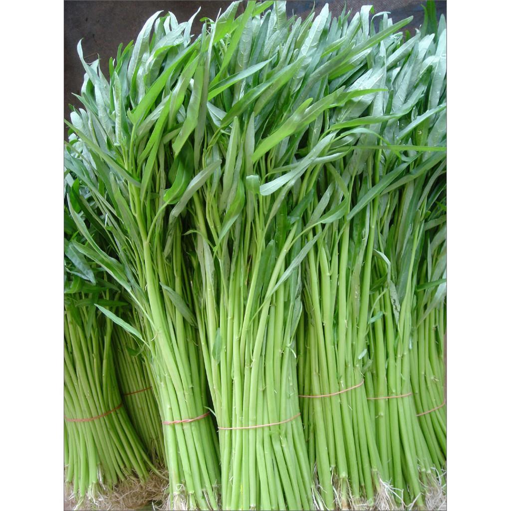 HẠT GIỐNG RAU MUỐNG - KHẢ NĂNG SINH TRƯỞNG VÀ PHÁT TRIỂN MẠNH, TỶ LỆ NẢY MẦM CAO