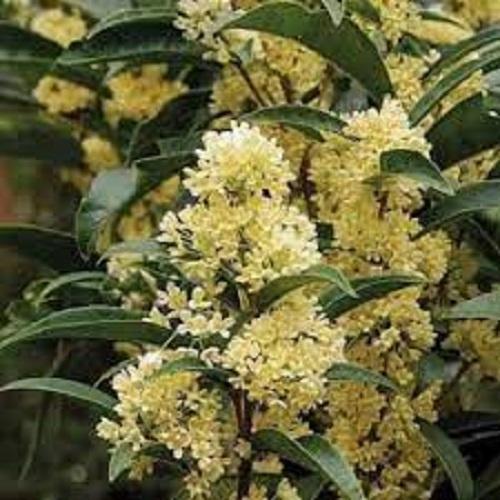 Cây giống hoa mộc hương ta hoa vàng- bầu ổn định 6 tháng tuổi trở lên