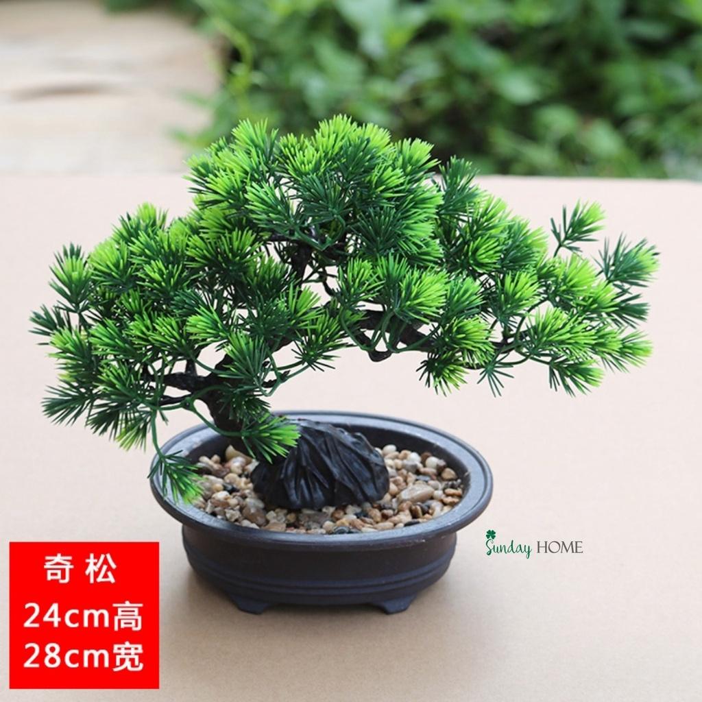 Chậu cây giả, chậu cây thông Bonsai để bàn, kệ, tủ trang trí nhà cửa
