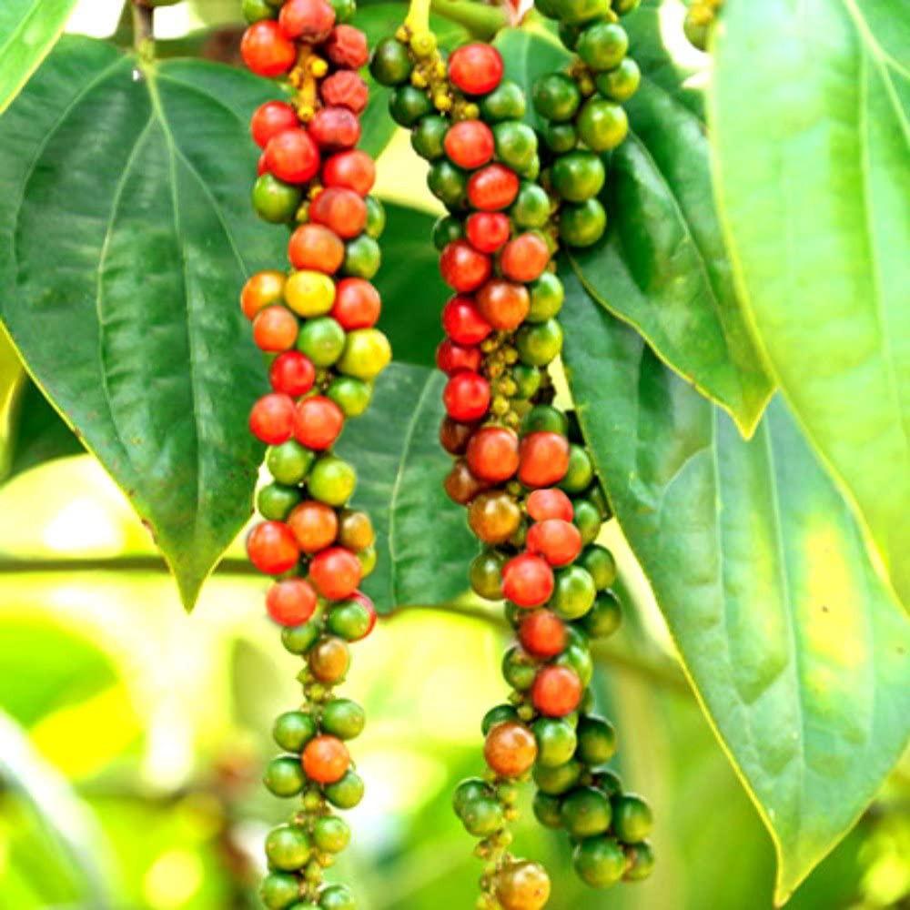 Muối Tiêu Chanh Ông Chà Và 90g